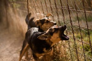 Virginia Dog Bite Lawyer Virginia Dog Bite Lawyer