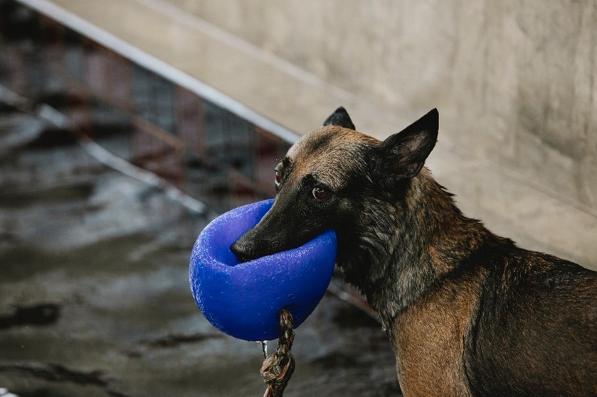 Understanding the Laws Governing Dog Bites