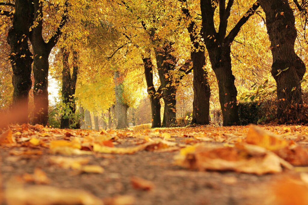 Chance Fall Common Fall Hazards That Lead to Slip-and-Fall Accidents - Hilton ...